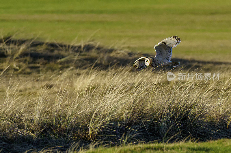 Short-eared Owl (Asio flammeus) in flight